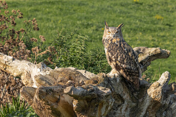 Eagle owl sat on a log against the green grass