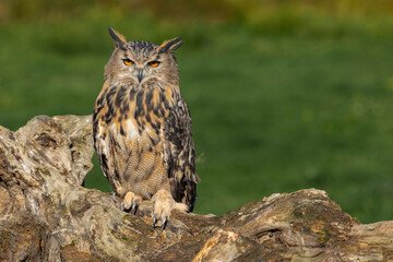 Eagle owl sat on a old log