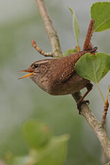 The Eurasian wren (Troglodytes troglodytes) or northern wren perching on twig.