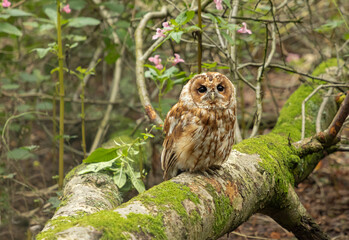 Tawny Owl sat on a moss covered log