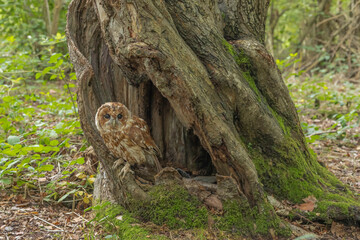 Tawny owl sat in a hole in a tree