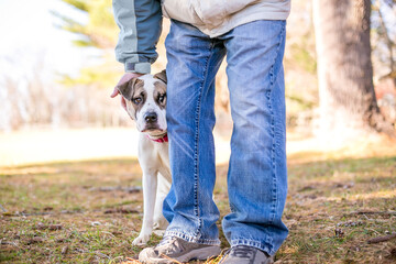A shy mixed breed dog hiding behind a person with a nervous expression on its face