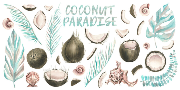 A large set with COCONUT whole pieces in different angles, with tropical leaves in sketch style, with seashells. Watercolor illustration. For decoration and design, compositions.