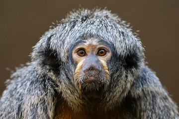 The white-faced saki (Pithecia pithecia), called the Guianan saki and the golden-faced saki closeup photo.