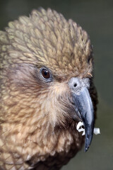 Fototapeta premium The kea (Nestor notabilis) closeup portrait
