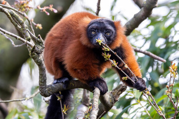 The red ruffed lemur (Varecia rubra) closeup portrait
