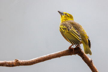 The village weaver (Ploceus cucullatus), also known as the spotted-backed weaver or black-headed weaver