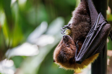 Old World fruit bat, or flying fox perching on twig