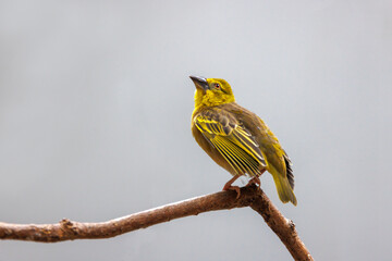 The village weaver (Ploceus cucullatus), also known as the spotted-backed weaver or black-headed weaver
