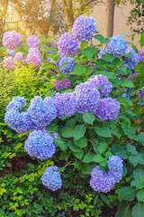 Beautiful blue flowers of hydrangea ( Hydrangea macrophylla ) in garden