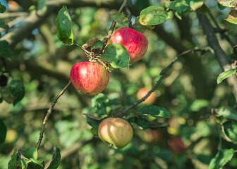 dojrzałe jabłka rosnące na drzewie w sadzie