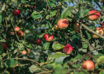 dojrzałe jabłka rosnące na drzewie w sadzie