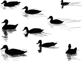 nine swiming ducks isolated on white