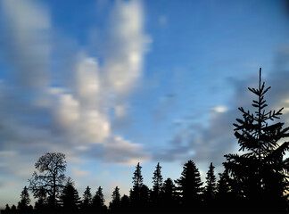 high fir trees forest on sky background with white clowds