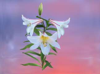 white three blooms lily flower on pink background