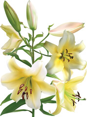 Fototapeta na wymiar three buds and four blooms yellow lily isolated on white