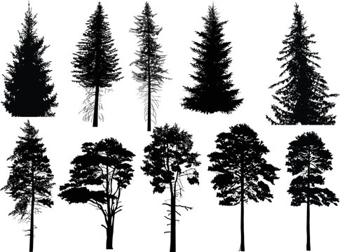 fir ten silhouettes isolated on white