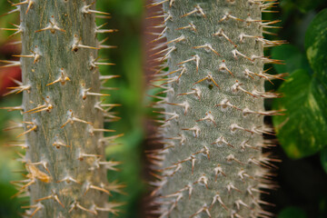A houseplant. A large prickly cactus in the shape of long stems. Natural background. Abstract texture.