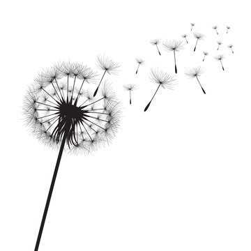 Vector illustration dandelion time. Black Dandelion seeds blowing in the wind. The wind inflates a dandelion isolated on white background.