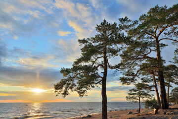 sunst between old pines near sea