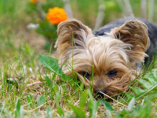 Yorkshire Terrier puppy lies in the low spring grass close to flowers. Funny small York puppy on golden hour time photography. close up