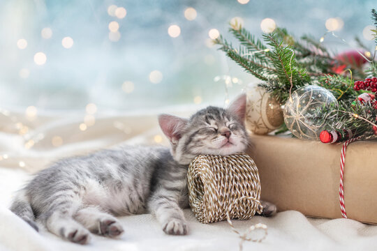 cute gray kitten sleeping front of christmas decoration christmas concept. High quality photo