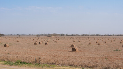 Campo lleno de balas de heno redondas, fardos de heno desparramados en el campo, rollos de heno
