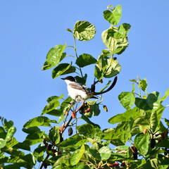 Golondrina posada en un rama de un arbol de moras