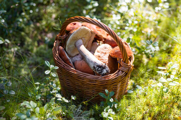 Forest mushroom boletus, cep, porcini, chanterelle collected in a wooden wicker basket. Late summer...