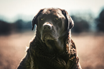 Portrait of an overweight elderly brown labrador retriever dog outdoors