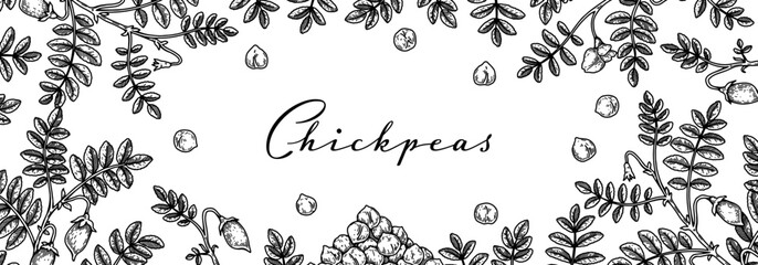 Hand drawn chickpeas botany background. Vector illustration in sketch style. Packaging design