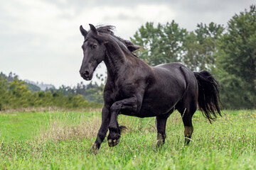 Portrait of a friesian horse in motion: A black friesian gelding running across a pasture in autumn...