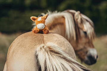 Cute and funny portrait of a big horse interacting with a tiny plush horse outdoors