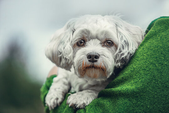 Close-up portrait of a cute havanese dog cuddling with it´s owner, dog is held on owners arms