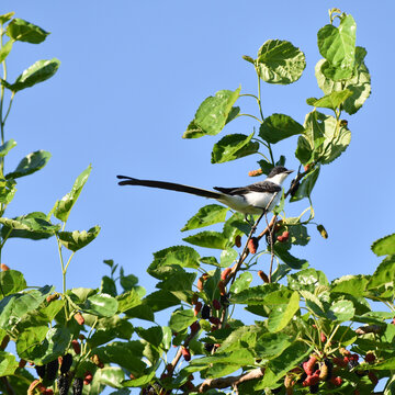 Golondrina posada en un arbol de moras, al atardecer de primavera