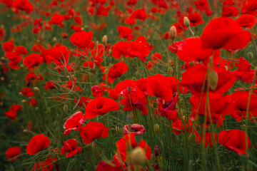 Obraz premium Field of blooming red poppies is swaying in the wind. Huge field of blossoming poppies.