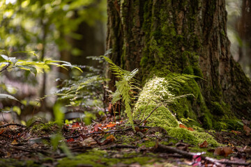 Smoky Mountain Adventure