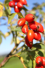 Hagebutten sind reich an Vitaminen