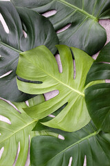 Fototapeta na wymiar Monstera Leaves pattern close up in natural light. Vertical poster, selective focus