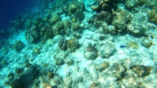 underwater video. Waterproof photo and video equipment for travel. coral reef