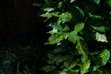 Variegated Japanese laurel leaves - Latin name - Aucuba japonica Variegata, Gold Dust Aucuba Plant, nature on dark background,