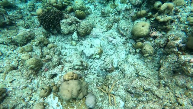 a coral reef. underwater video. Waterproof photo and video equipment for travel
