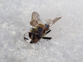 Fly in drops in ice