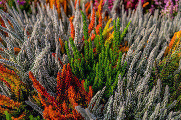 Closeup of colorful blossoming of heather cultivated in hothouse. Calluna vulgaris or Ling as a floral background. White, green and orange heather flowers blossom in the meadow. Selective focus