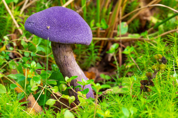 Closeup of Cortinarius violaceus, commonly known as violet webcap or violet cort. Wild mushroom growing in forest. Ukraine.