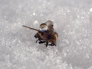 Fly with drops on the body