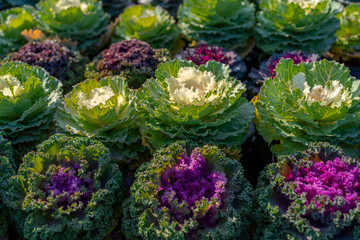 Decorative cabbage that adorns parks, squares and surrounding areas. Colorful leaves of ornamental...