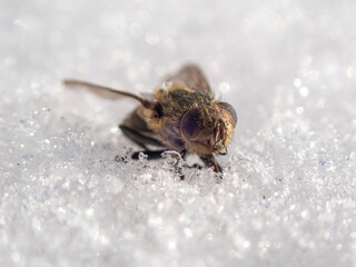 Frozen fly face