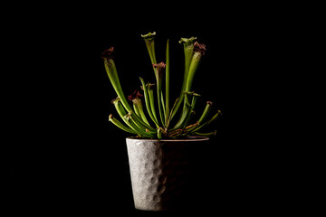 plante carnivore sur fond noir