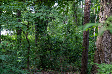 Naklejka na ściany i meble green leave trees in the forest
